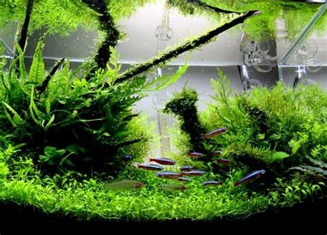 The Art of Creating a Breathtaking Aquascape: Designing Your Unique Underwater World