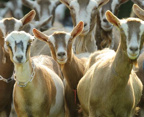 The Art of Goat Herding: Techniques and Skills Passed Through Generations