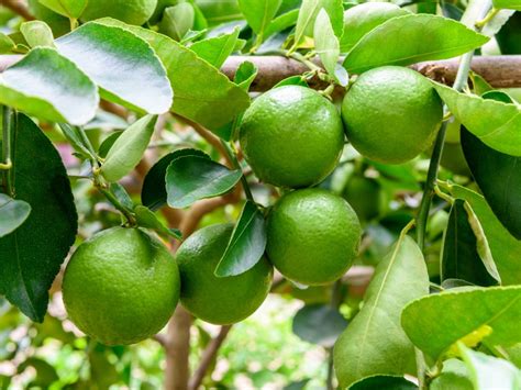 The Art of Harvesting: When and How to Collect Limes at Their Peak