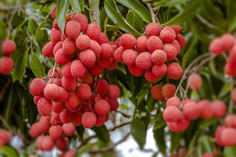 The Art of Nurturing and Tending to Lychee Gardens