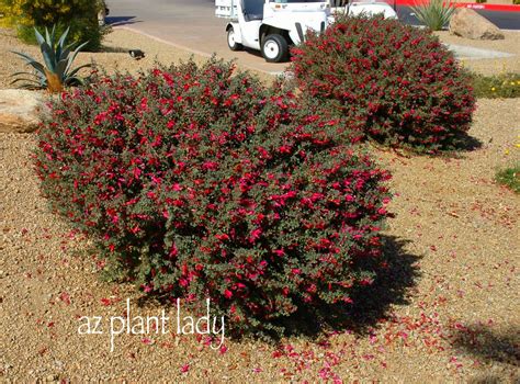 The Ascension of Valentine Bush