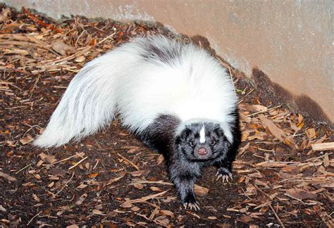 The Astonishing Discovery of Speaking Skunks