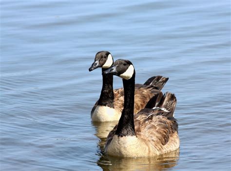 The Astonishing Intelligence of Geese