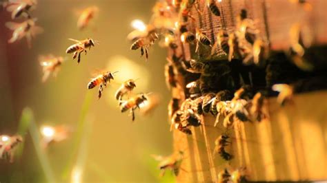 The Astonishing Methods Insects Employ Color for Communication and Survival