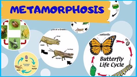 The Astonishing Realm of Animal Metamorphosis