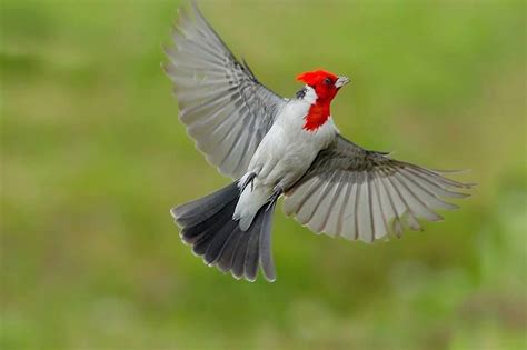 The Astonishing Sight of a Crimson Avian