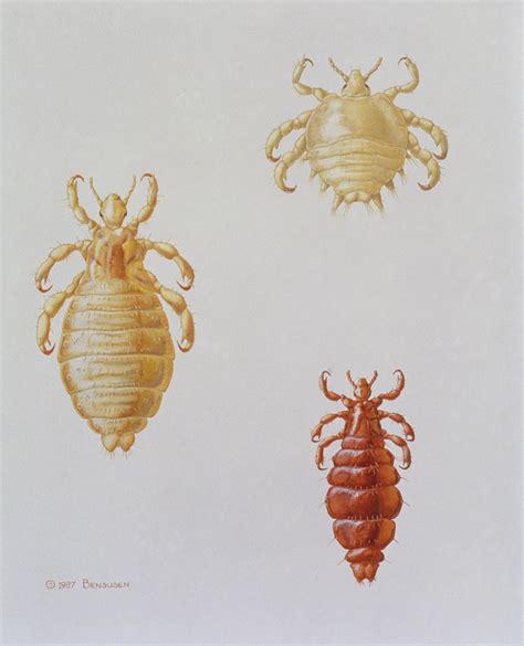 The Astonishing Variety of Louse Species