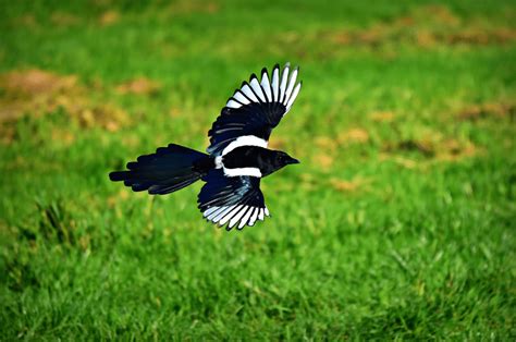 The Belief in Magpies as Harbingers of Good Luck and Wealth