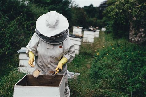 The Benefits of Beekeeping for the Environment and Your Garden