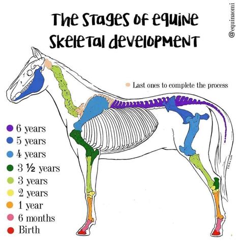 The Birth and Development of Equine Tails