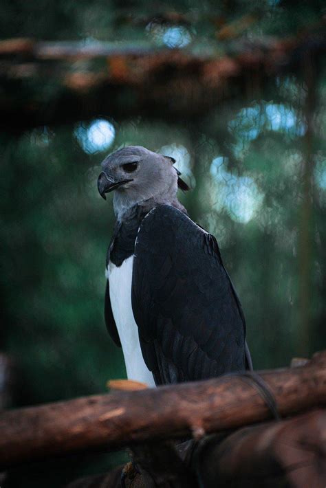 The Black Eagle's Role in Different Cultures and Symbolism