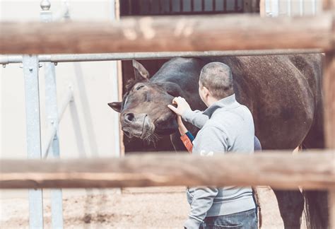 The Bonding Experience: Building Strong Connections between Humans and Equines