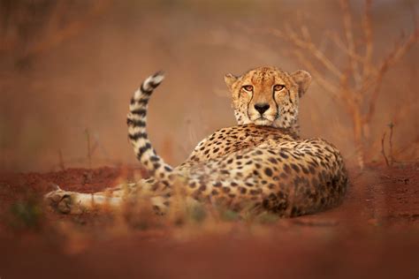 The Brave Encounter: My Astonishing Run-In with a Cheetah