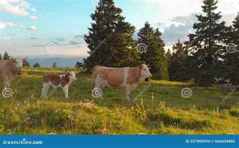 The Breathtaking Scene of Livestock Descending from Above