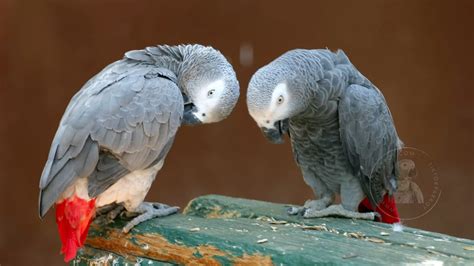 The Captivating Allure of African Grey Parrots