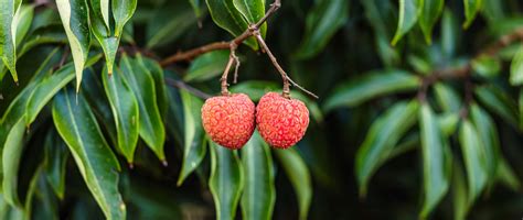 The Captivating Blooms of Lychee Orchards