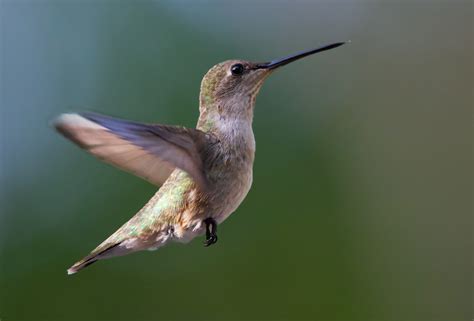 The Captivating Elegance of Hummingbird Species