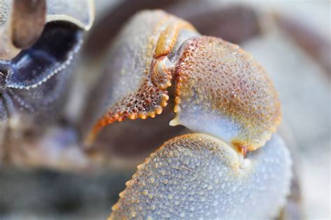 The Captivating Hues of Azure Crustaceans: An Astonishing Wonder of the Natural World