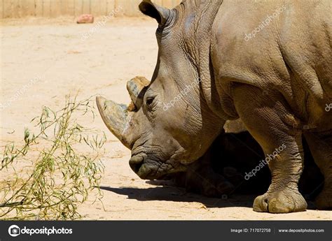 The Captivating Vision of an Majestic Rhino