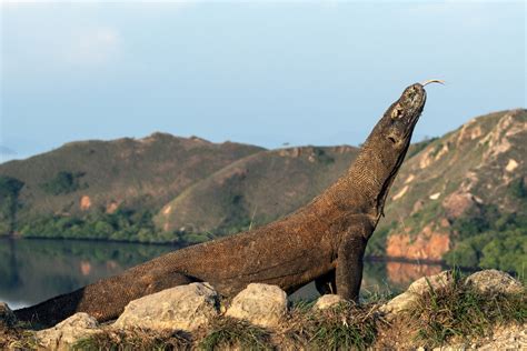 The Challenges and Conservation Efforts for Komodo Dragon Populations