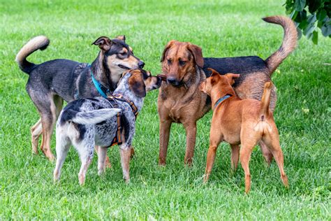 The Challenges and Rewards of Socializing Youths Dogs