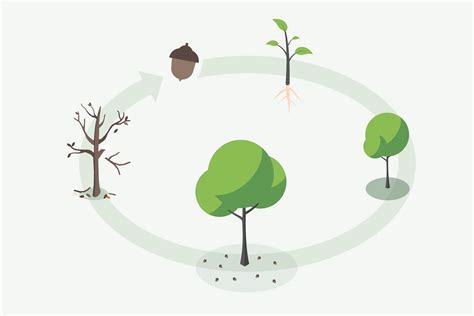 The Circle of Life: Understanding the Life Cycle of Timeless Trees