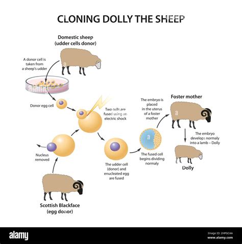 The Cloning Process Unveiled: From Dolly the Sheep to Modern Techniques