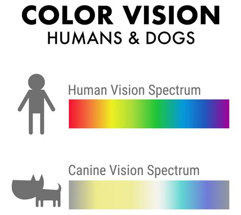 The Color Psychology Behind the Vision of an Orange Canine in Dreams