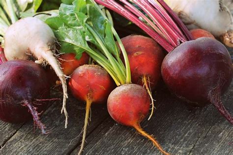 The Colorful World of Beetroot Varieties