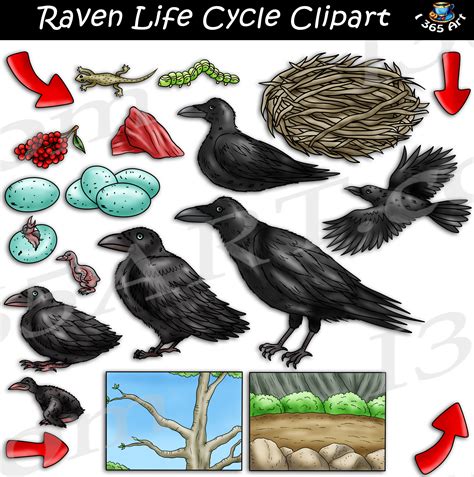 The Connection Between Resting Ravens and Metamorphosis