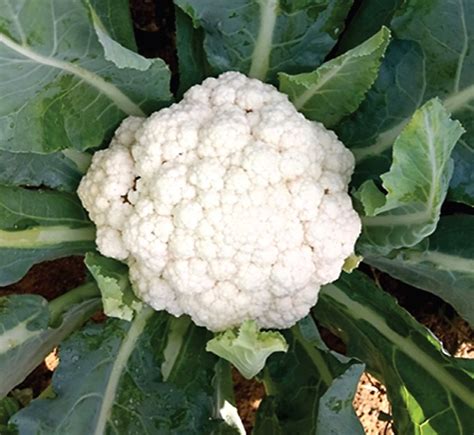 The Connection Between Snowy Cauliflower and Mental Clarity