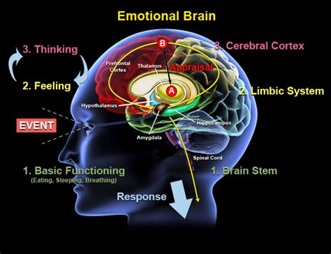 The Connection between Dreams and Emotional Processing in Individuals with Depression