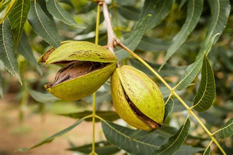 The Connection between Pecan Trees and Prosperity