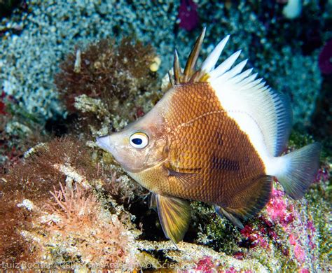 The Coolest Fish You've Never Heard Of: Unearthing Lesser-Known, Yet Fascinating, Species