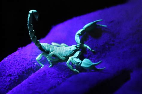 The Cultural Perception of Scorpions