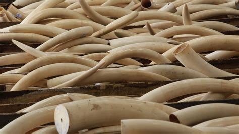 The Cultural Significance of Ivory Giants