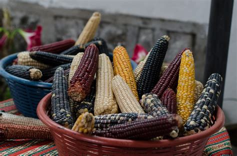 The Cultural Significance of Maize in Various Societies