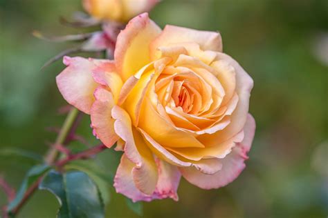 The Cultural Significance of Peach Roses