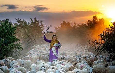 The Cultural Significance of Soaring Sheep in Dreamscapes