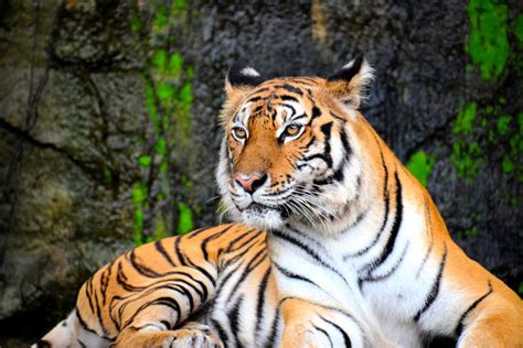 The Cultural Significance of Tigers in Asian Traditions