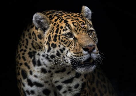 The Cultural Significance of the Exquisite Jaguar in Indigenous Communities