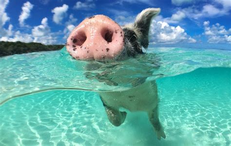 The Curious Symbolism of Dreaming About a Pig Swimming