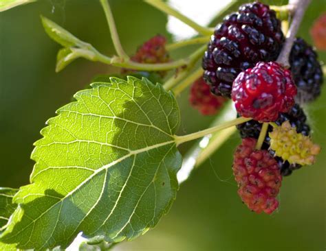 The Deeper Significance of Mulberry Trees in the Realm of Dreams