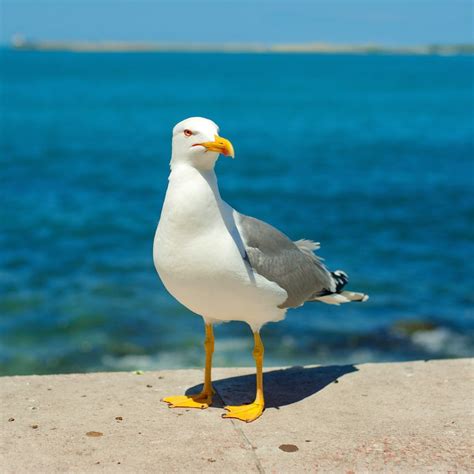 The Deeper Significance of Seagull Onslaughts Within Our Dreamscapes