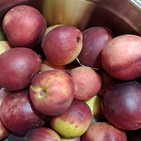 The Delightful Pleasures of Nectarines