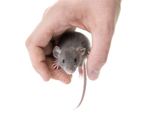 The Delightful and Snuggly: Discovering the Physical Characteristics of Young Mice