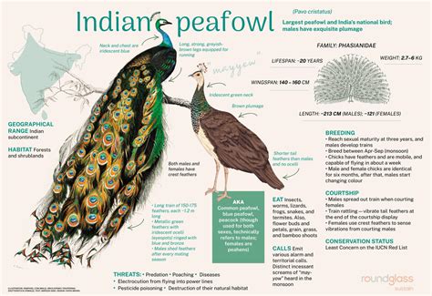 The Diet and Habitat of Blue Peacocks