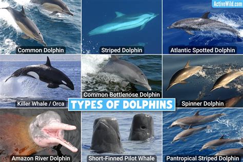 The Different Types of Dolphin Encounters