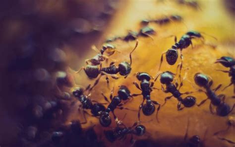 The Disturbing Consequences of Ant Invasions in Your Subconscious