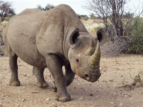 The Diverse Species of Rhinos and Their Exceptional Traits